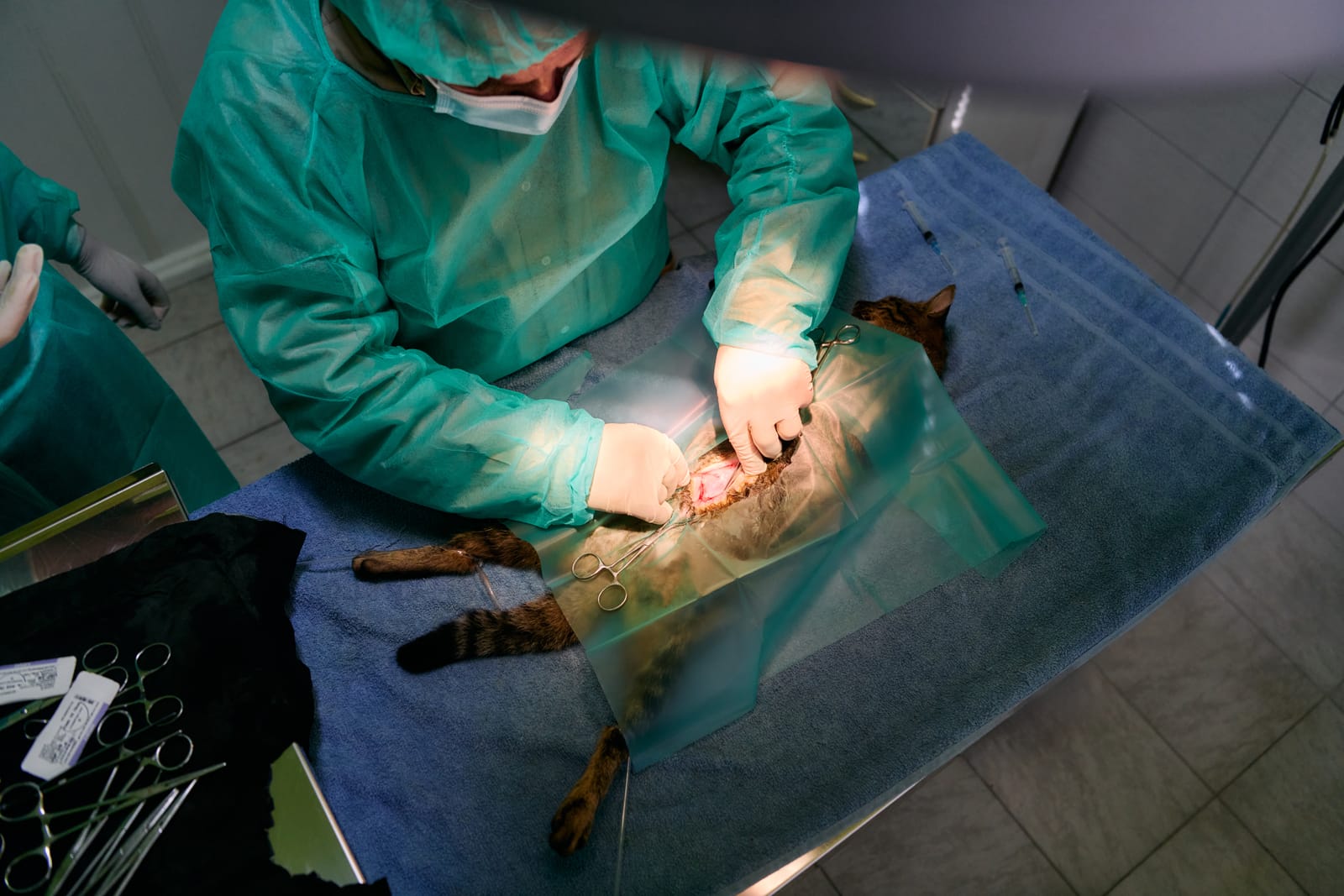 Protect-animal Chirurgie