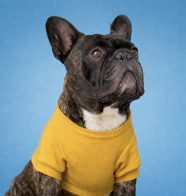 Protect-animal-mascotte 2